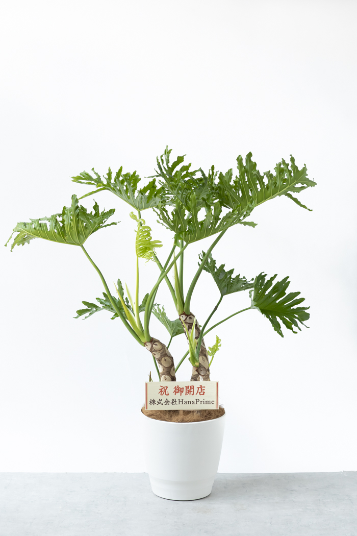 観葉植物 フィロデンドロン セローム 幹立ち 一点もの（B）（10号鉢）の写真2枚目