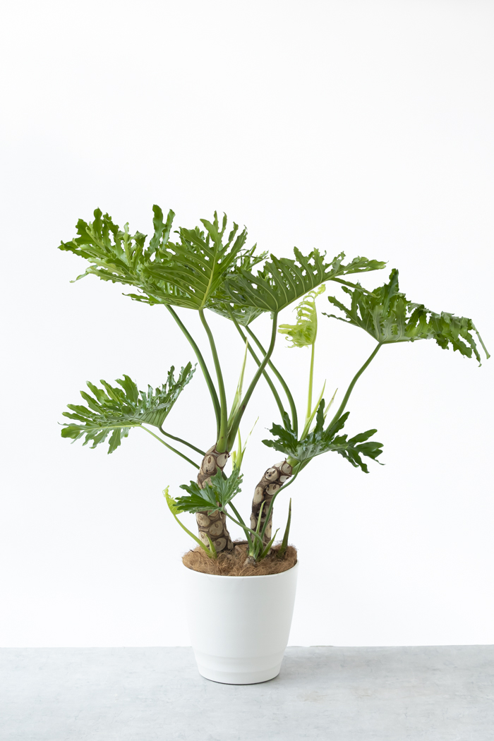 観葉植物 フィロデンドロン セローム 幹立ち 一点もの（B）（10号鉢）の写真3枚目