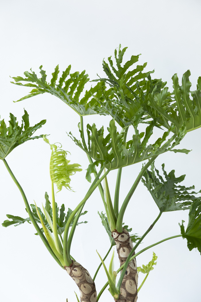 観葉植物 フィロデンドロン セローム 幹立ち 一点もの（B）（10号鉢）の写真4枚目