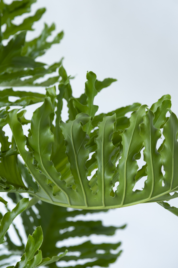 観葉植物 フィロデンドロン セローム 幹立ち 一点もの（B）（10号鉢）の写真5枚目