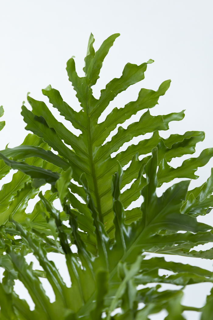 観葉植物 フィロデンドロン セローム 幹立ち 一点もの（B）（10号鉢）の写真6枚目