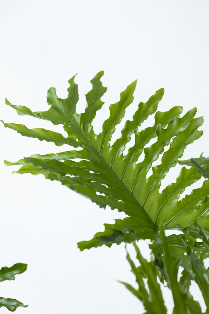 観葉植物 フィロデンドロン セローム 幹立ち 一点もの（B）（10号鉢）の写真7枚目