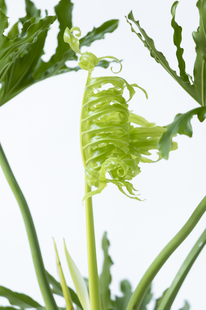 観葉植物 フィロデンドロン セローム 幹立ち 一点もの（B）（10号鉢）の写真8枚目
