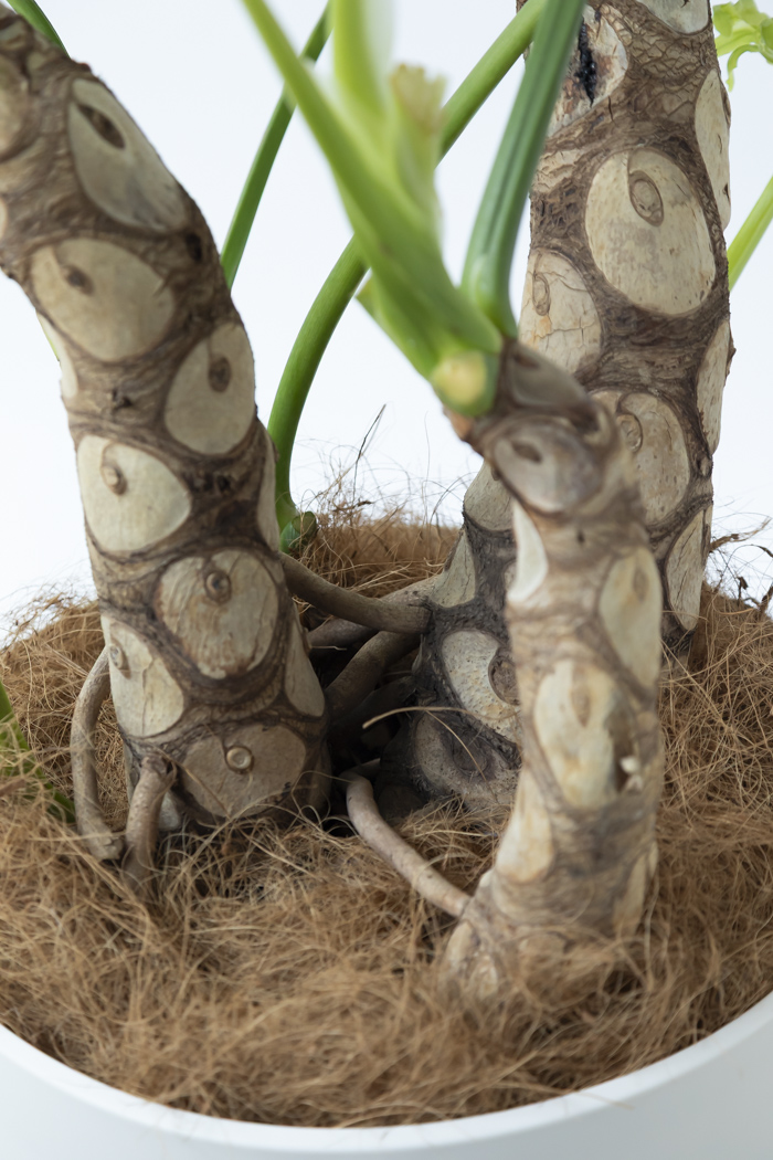 観葉植物 フィロデンドロン セローム 幹立ち 一点もの（B）（10号鉢）の写真9枚目
