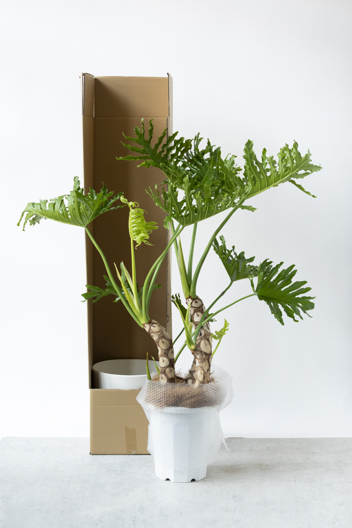 観葉植物 フィロデンドロン セローム 幹立ち 一点もの（B）（10号鉢）の写真10枚目