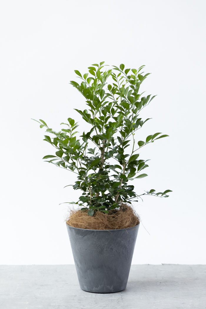観葉植物 シルクジャスミン（6号鉢）