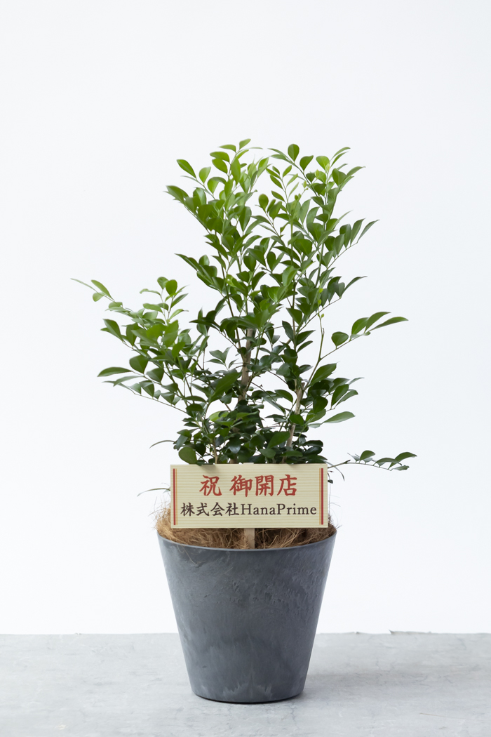 観葉植物 シルクジャスミン（6号鉢）