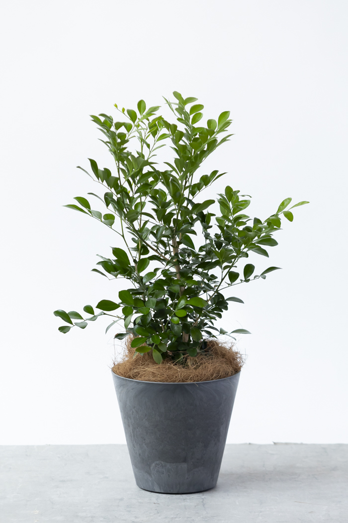 観葉植物 シルクジャスミン（6号鉢）の写真3枚目