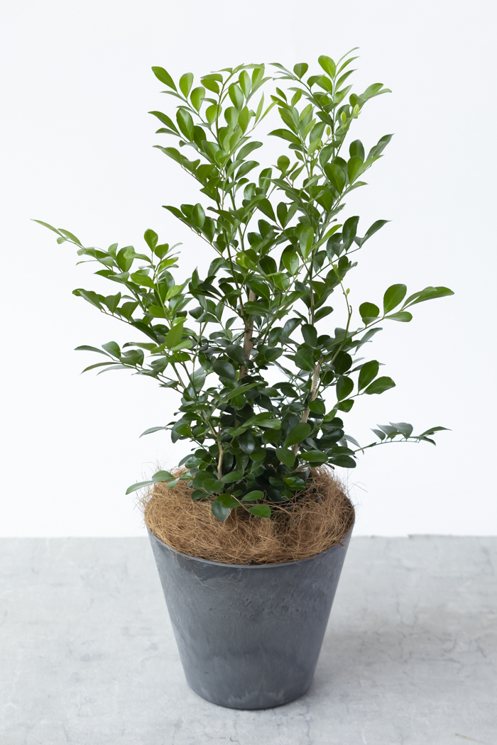 観葉植物 シルクジャスミン（6号鉢）の写真4枚目