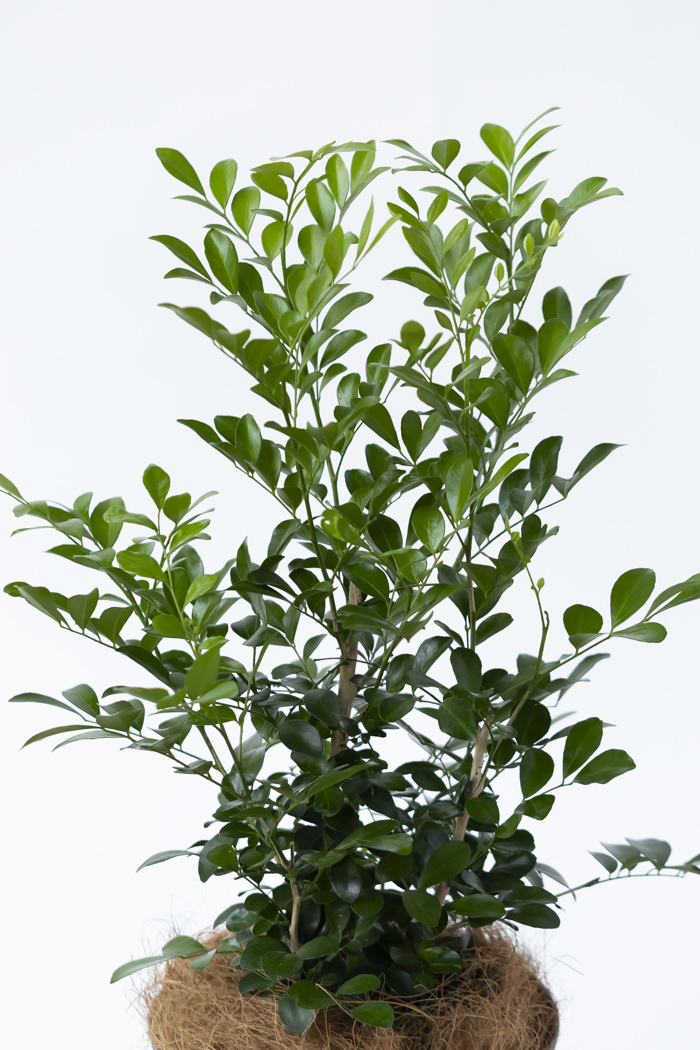 観葉植物 シルクジャスミン（6号鉢）の写真5枚目