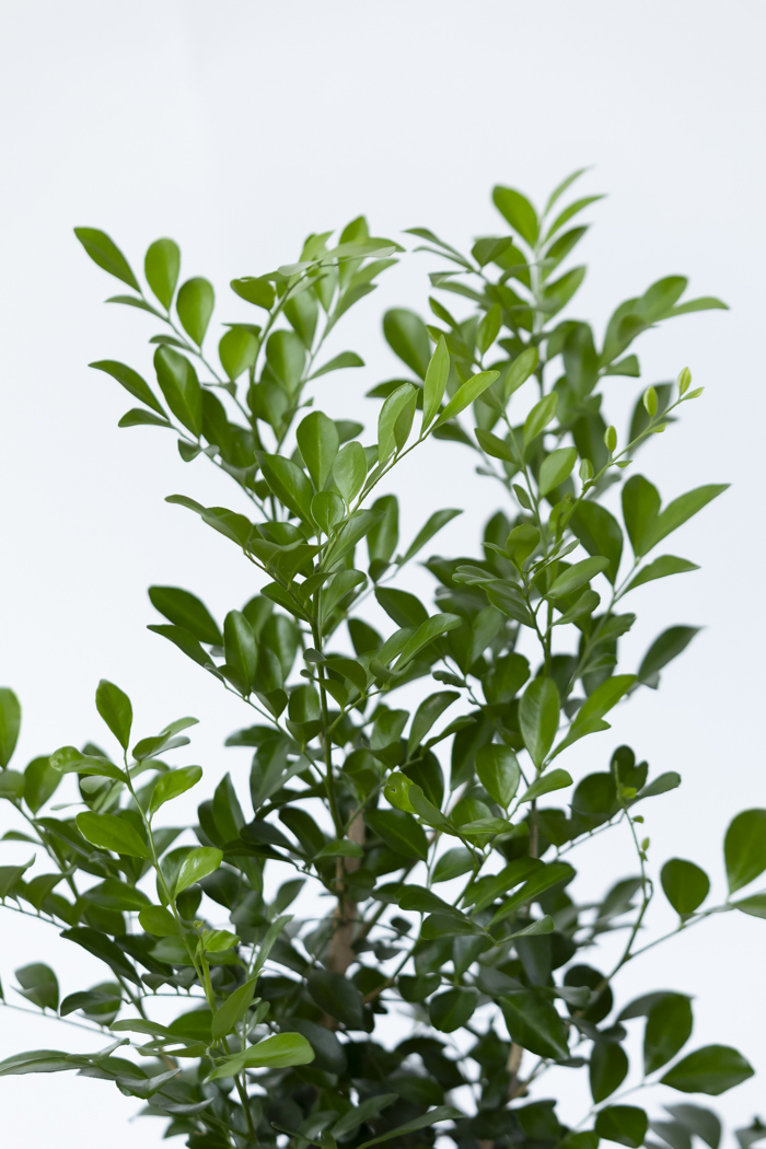 観葉植物 シルクジャスミン（6号鉢）の写真6枚目