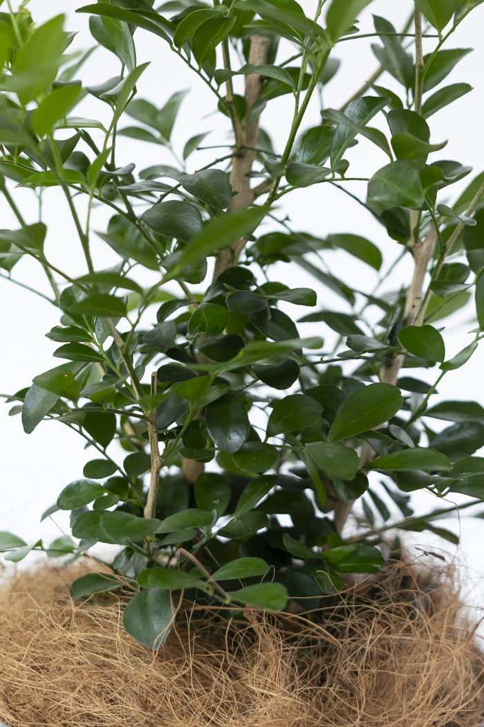 観葉植物 シルクジャスミン（6号鉢）の写真7枚目