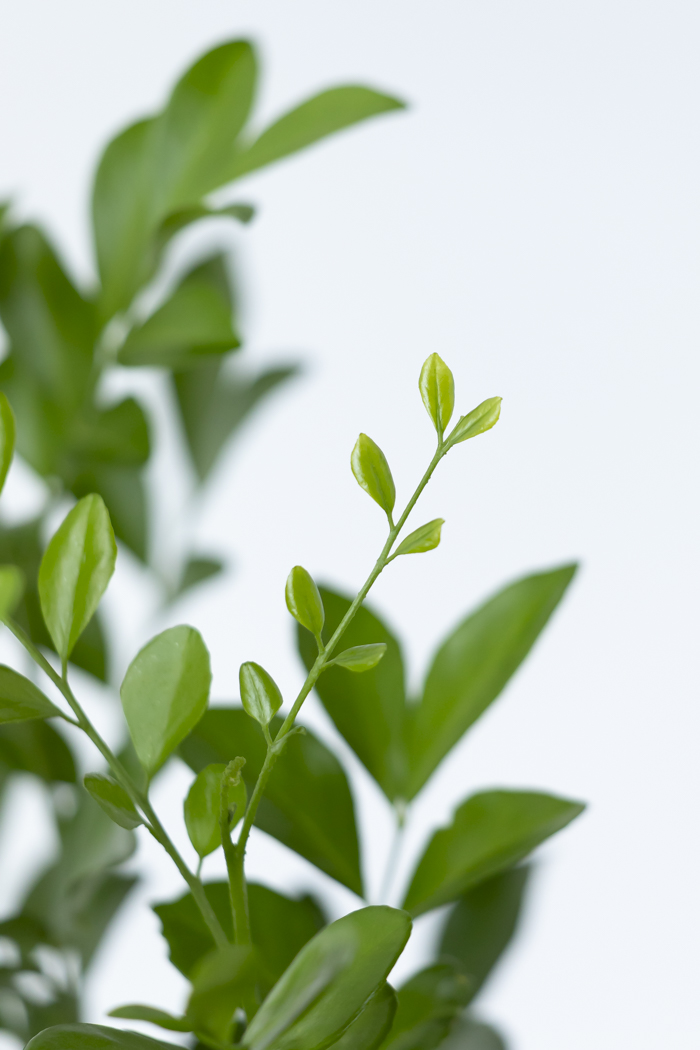 観葉植物 シルクジャスミン（6号鉢）の写真8枚目
