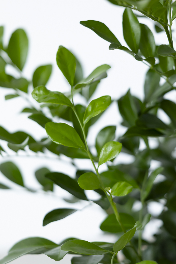 観葉植物 シルクジャスミン（6号鉢）の写真9枚目