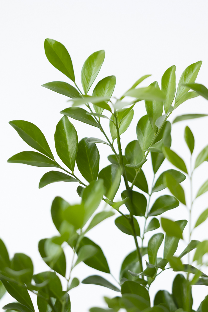 観葉植物 シルクジャスミン（6号鉢）の写真10枚目