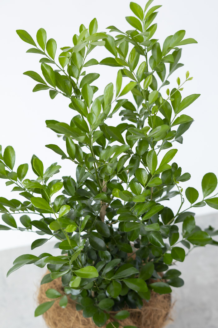 観葉植物 シルクジャスミン（6号鉢）の写真11枚目