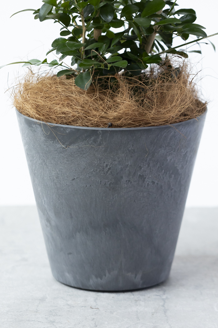 観葉植物 シルクジャスミン（6号鉢）の写真12枚目