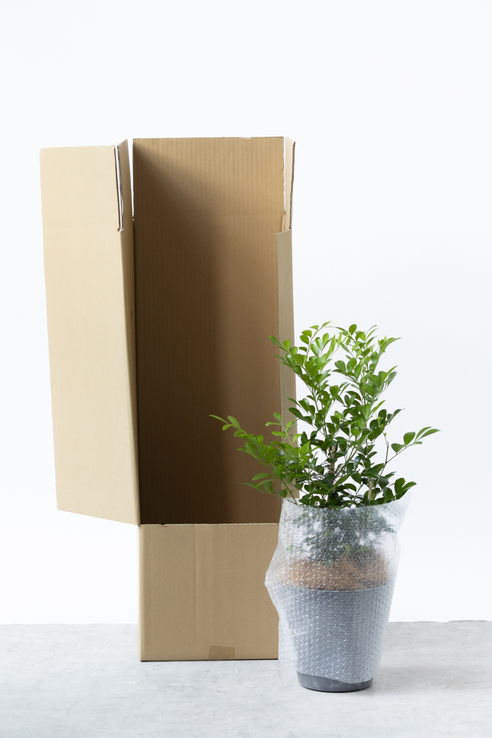 観葉植物 シルクジャスミン（6号鉢）の写真13枚目