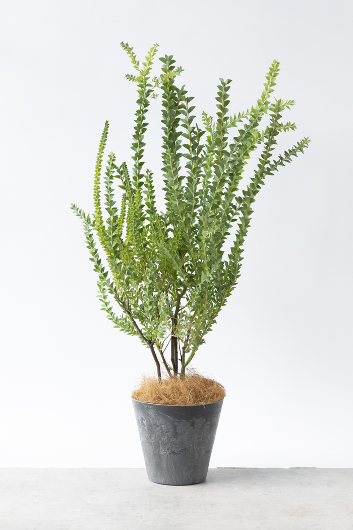 その他観葉植物 kona 観葉植物 ドラセナ パープルコンパクタ 8号 セドナロング 墨