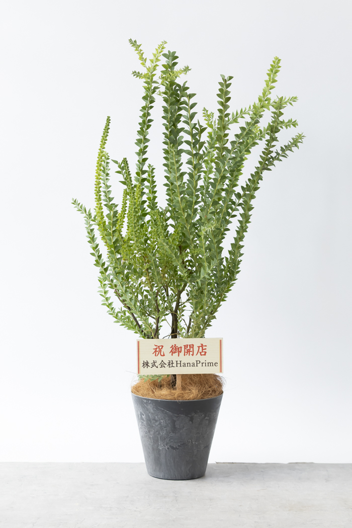 観葉植物 三角葉アカシア（8号鉢）