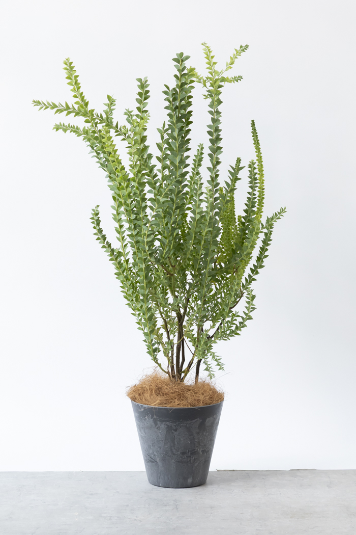 観葉植物 三角葉アカシア（8号鉢）の写真3枚目