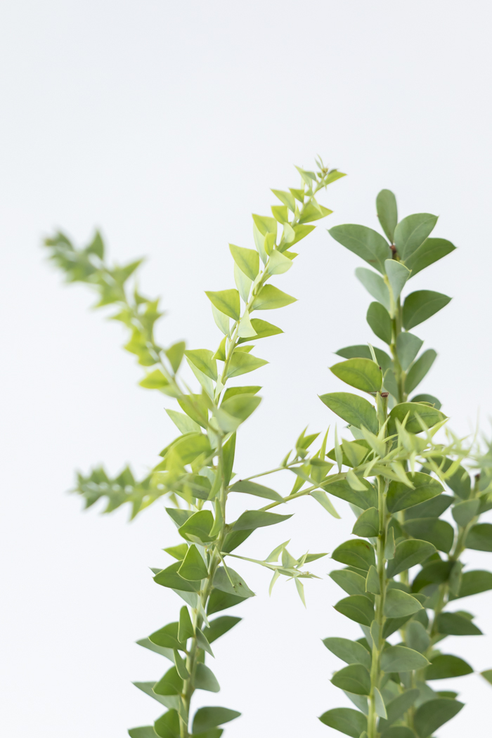 観葉植物 三角葉アカシア（8号鉢）の写真4枚目