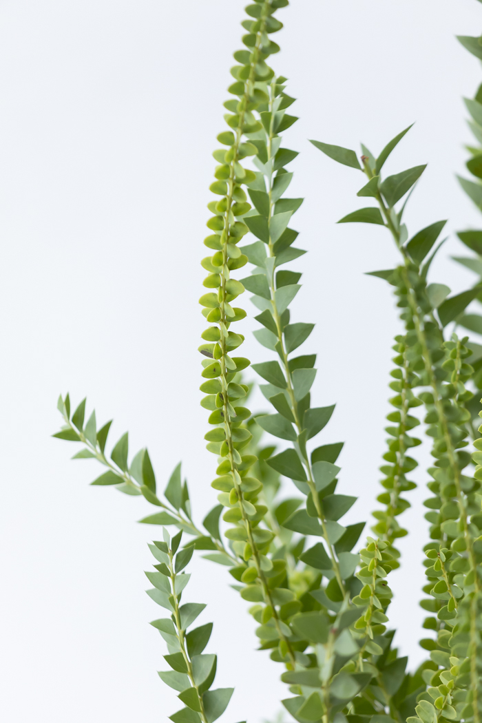 観葉植物 三角葉アカシア（8号鉢）の写真5枚目