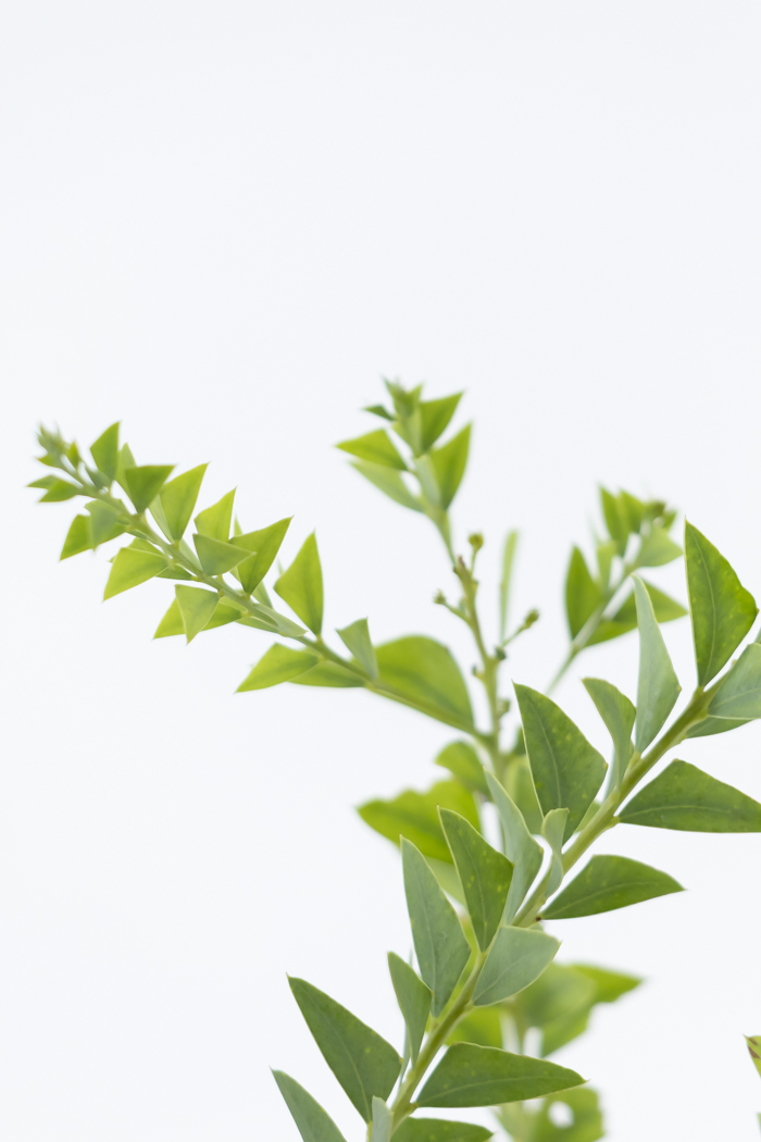 観葉植物 三角葉アカシア（8号鉢）の写真6枚目