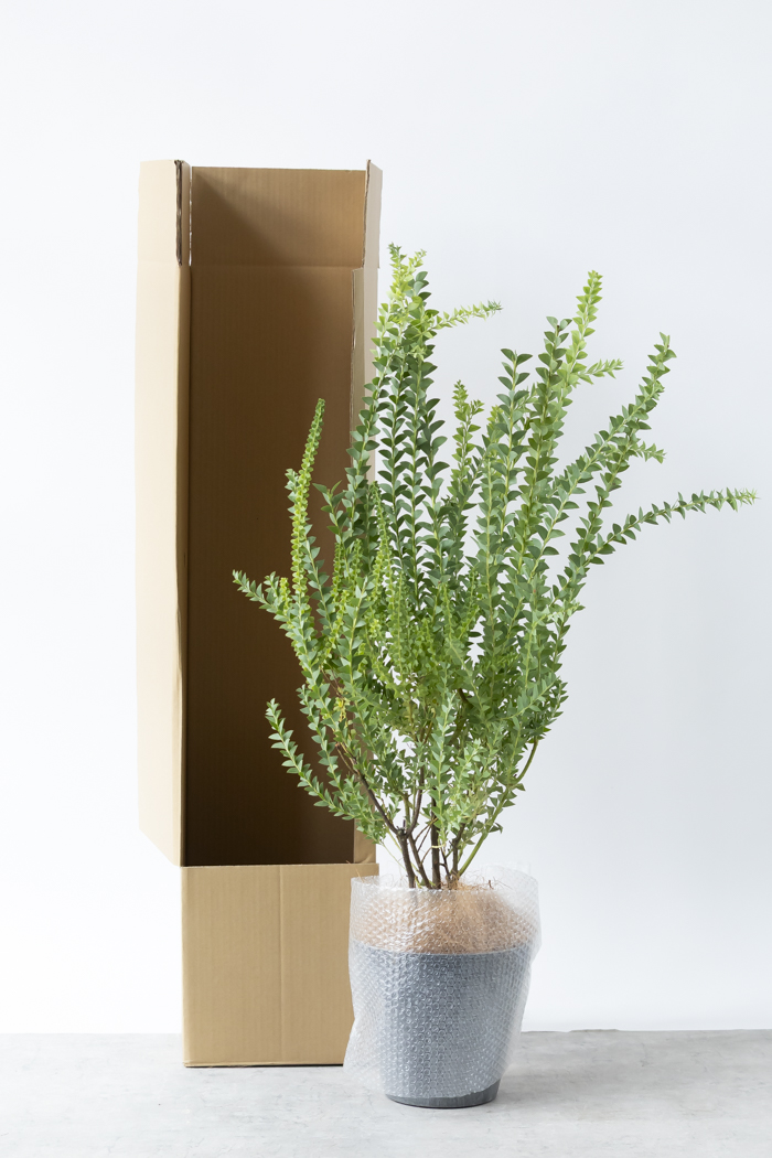 観葉植物 三角葉アカシア（8号鉢）の写真7枚目