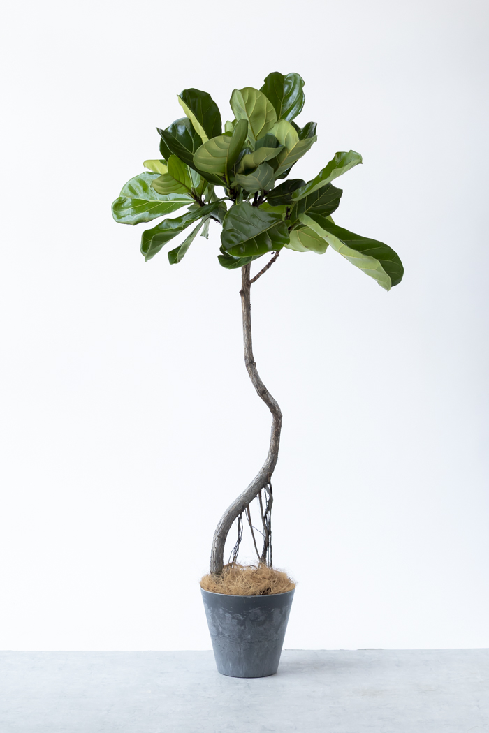 観葉植物 カシワバゴム曲がり 一点もの（8号鉢）の写真1枚目