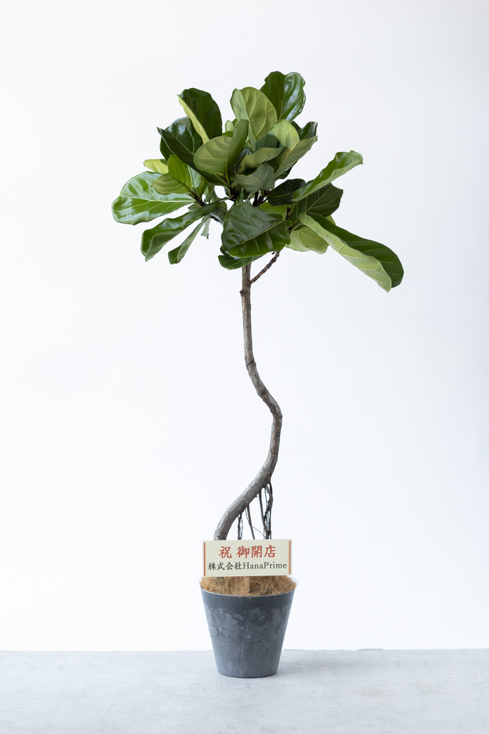 Lサイズの観葉植物（8号鉢）100cm～150cm｜HanaPrime（ハナ