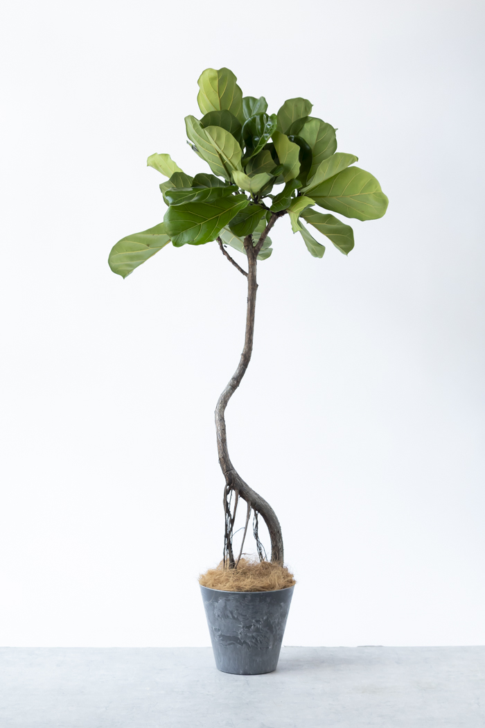 観葉植物 カシワバゴム曲がり 一点もの（8号鉢）の写真3枚目