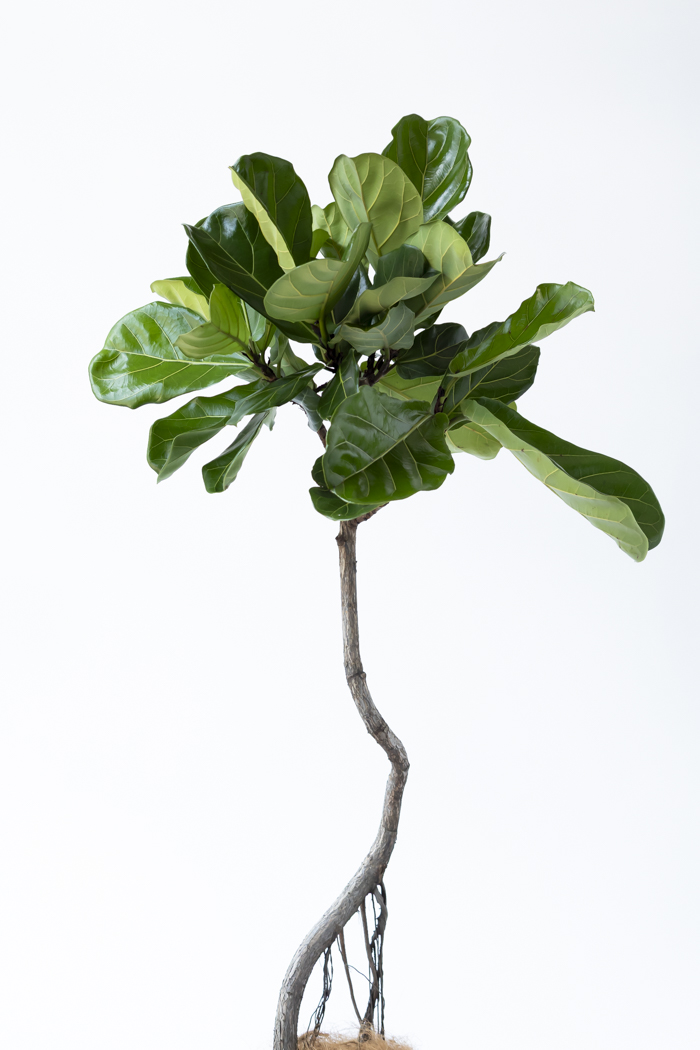 観葉植物 カシワバゴム曲がり 一点もの（8号鉢）の写真4枚目