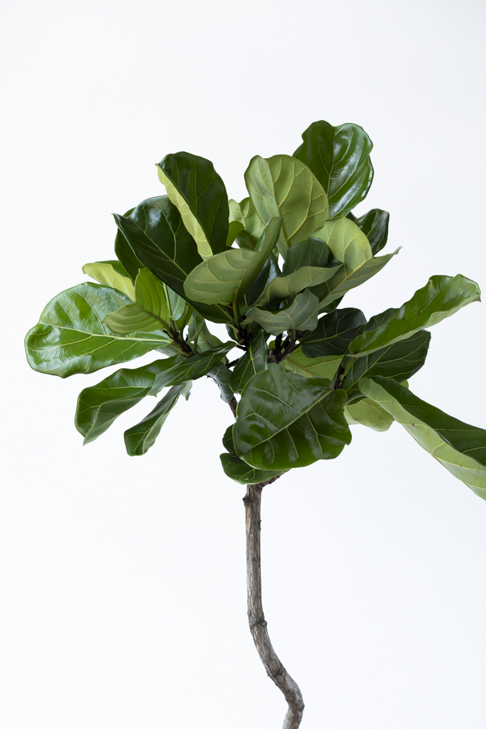 観葉植物 カシワバゴム曲がり 一点もの（8号鉢）の写真5枚目
