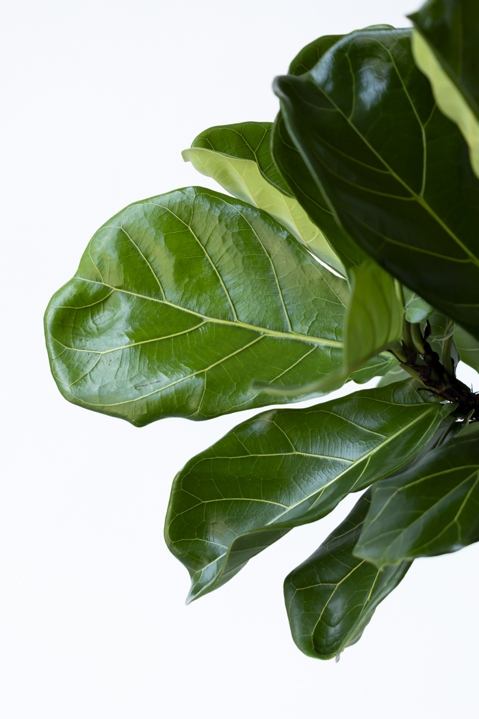 観葉植物 カシワバゴム曲がり 一点もの（8号鉢）の写真6枚目