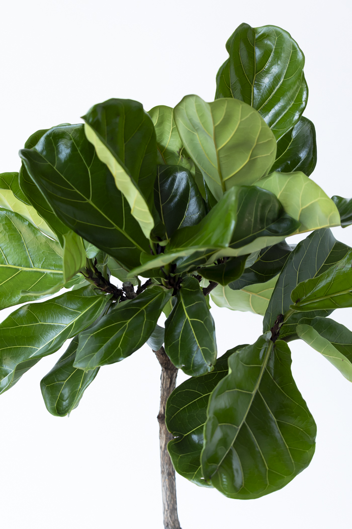 観葉植物 カシワバゴム曲がり 一点もの（8号鉢）の写真7枚目