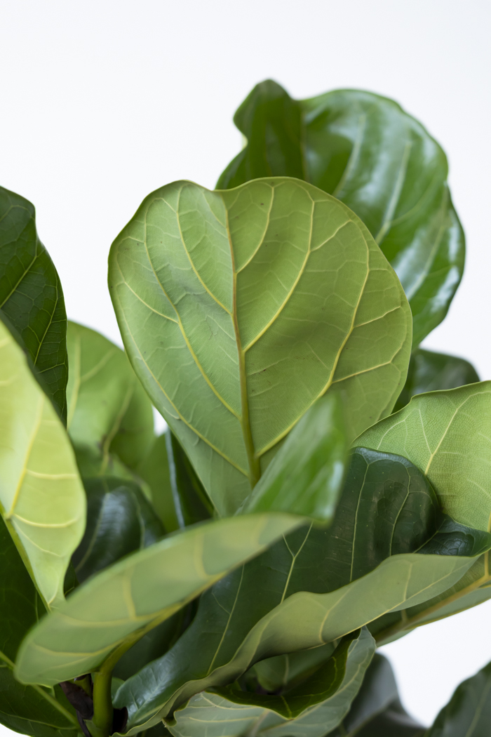観葉植物 カシワバゴム曲がり 一点もの（8号鉢）の写真10枚目