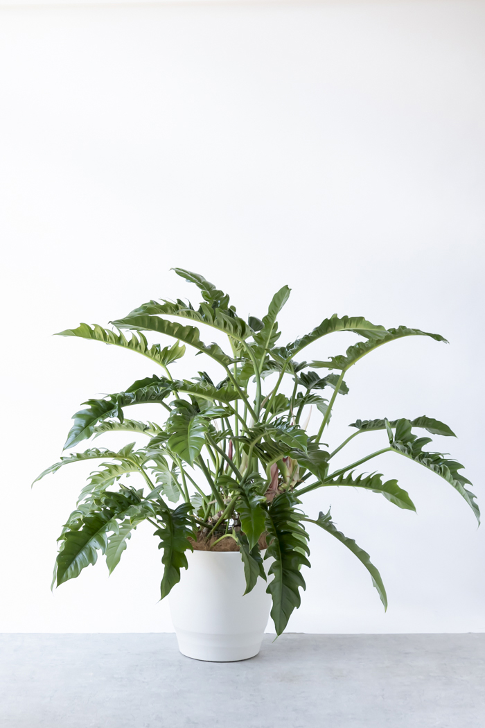 観葉植物 フィロデンドロン ナロー 一点もの（10号鉢）の写真1枚目