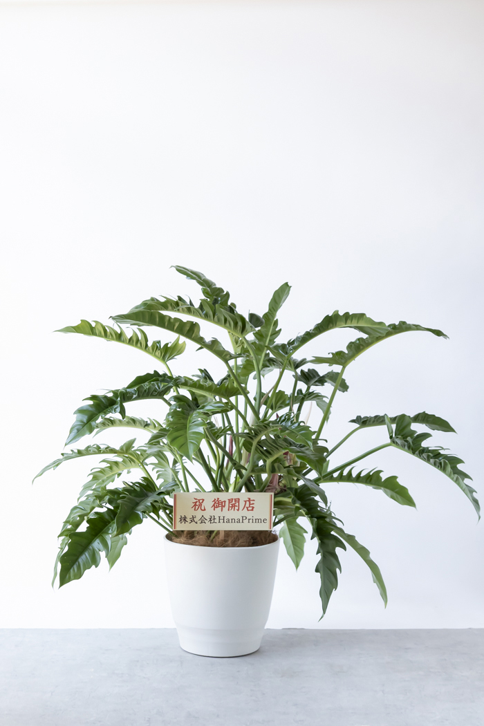 観葉植物 フィロデンドロン ナロー 一点もの(10号鉢)