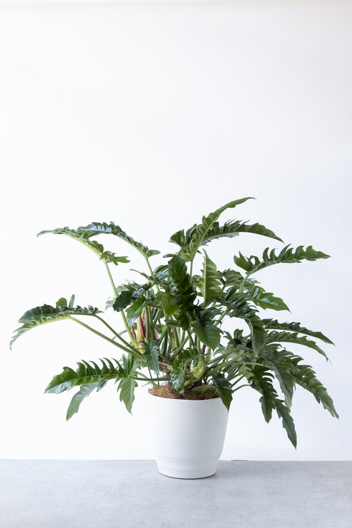 観葉植物 フィロデンドロン ナロー 一点もの（10号鉢）の写真3枚目