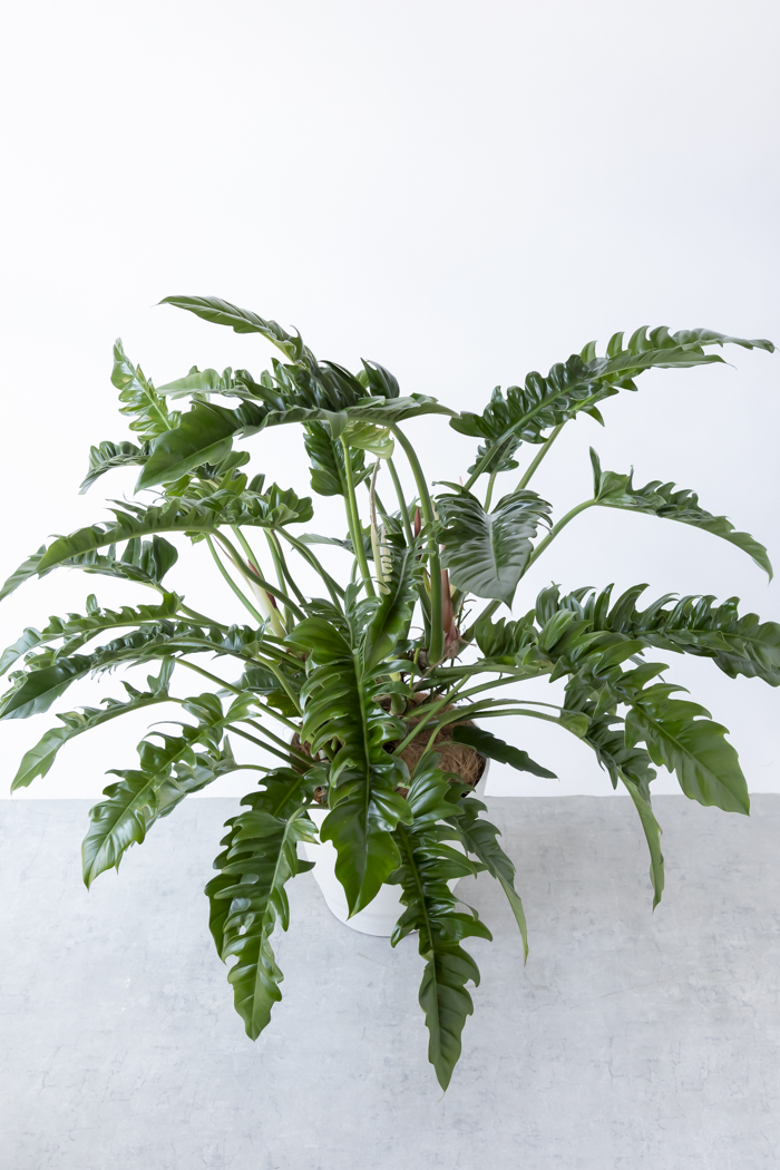 観葉植物 フィロデンドロン ナロー 一点もの（10号鉢）の写真4枚目