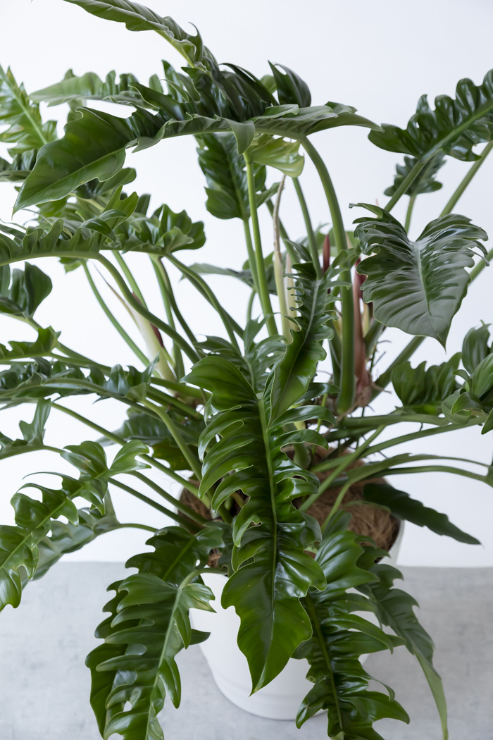 観葉植物 フィロデンドロン ナロー 一点もの（10号鉢）の写真5枚目