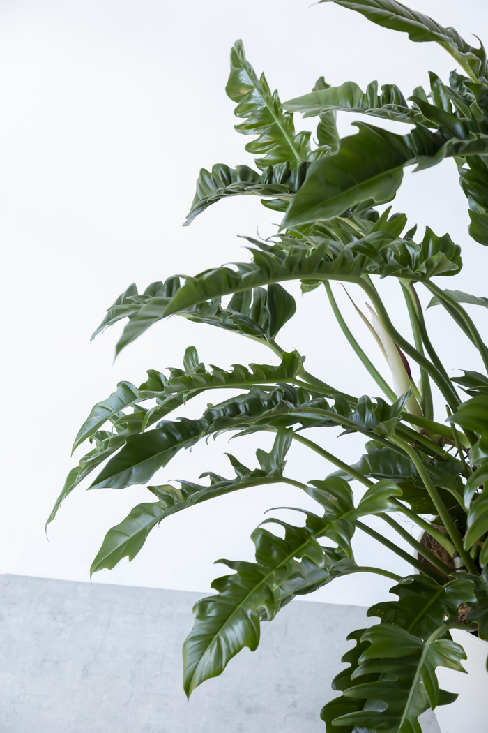 観葉植物 フィロデンドロン ナロー 一点もの（10号鉢）の写真6枚目