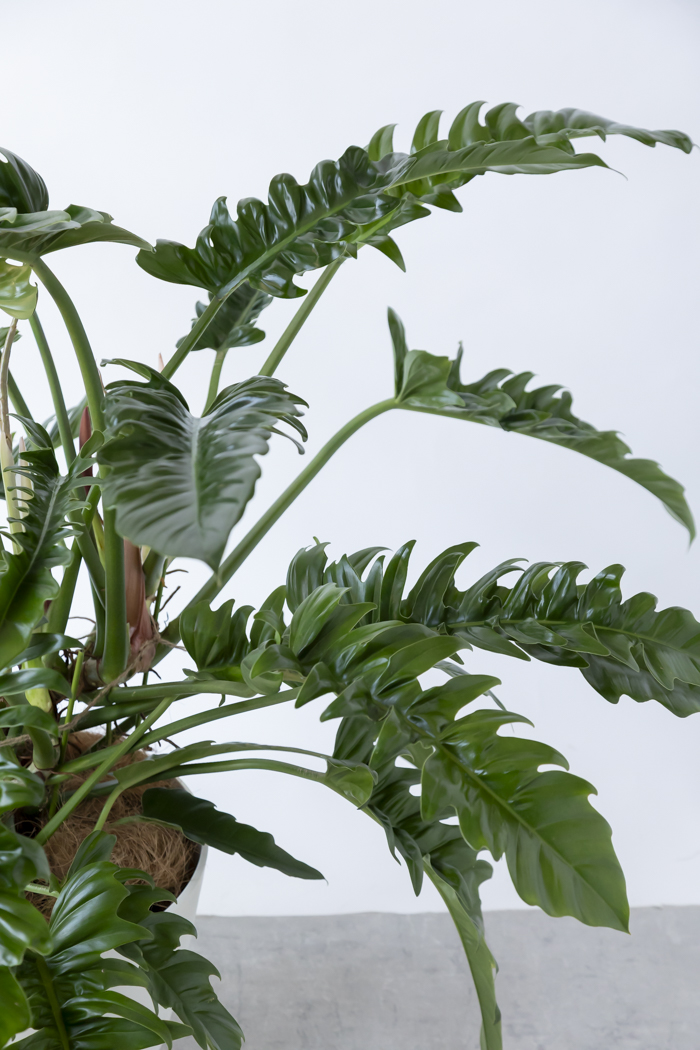 観葉植物 フィロデンドロン ナロー 一点もの（10号鉢）の写真7枚目