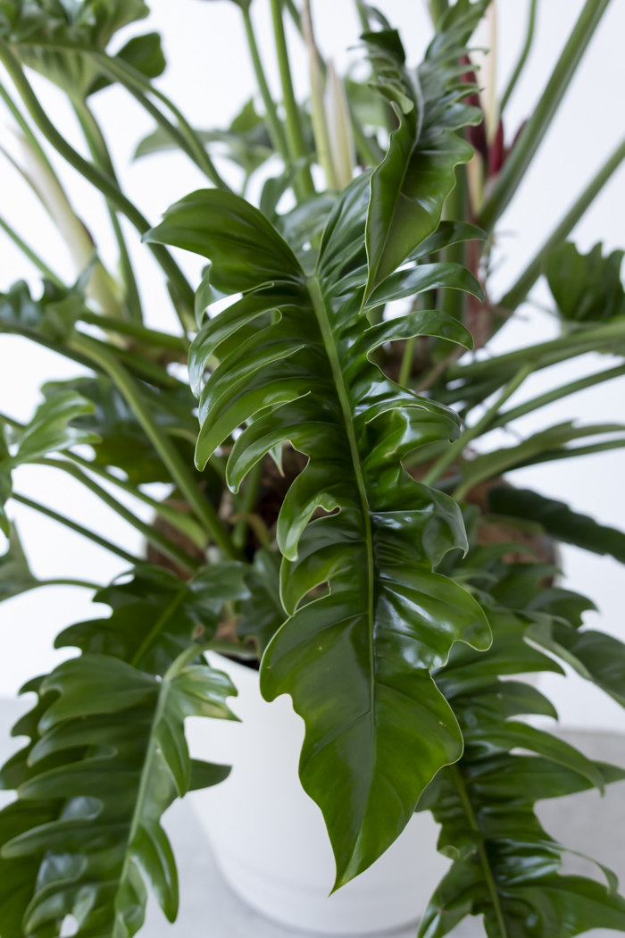 観葉植物 フィロデンドロン ナロー 一点もの（10号鉢）の写真8枚目