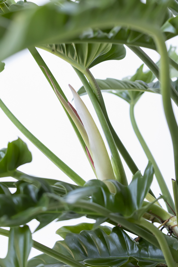 観葉植物 フィロデンドロン ナロー 一点もの（10号鉢）の写真9枚目