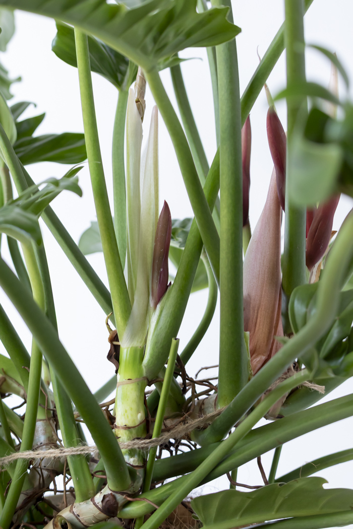 観葉植物 フィロデンドロン ナロー 一点もの（10号鉢）の写真10枚目