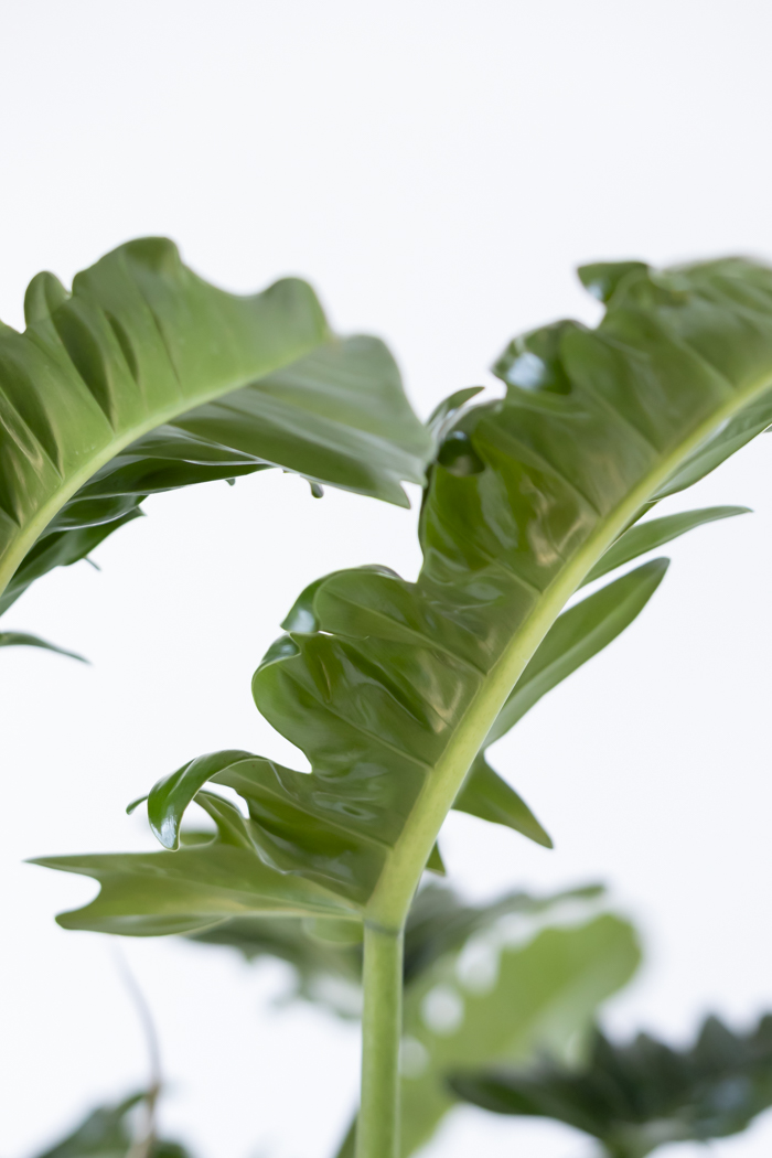 観葉植物 フィロデンドロン ナロー 一点もの（10号鉢）の写真11枚目