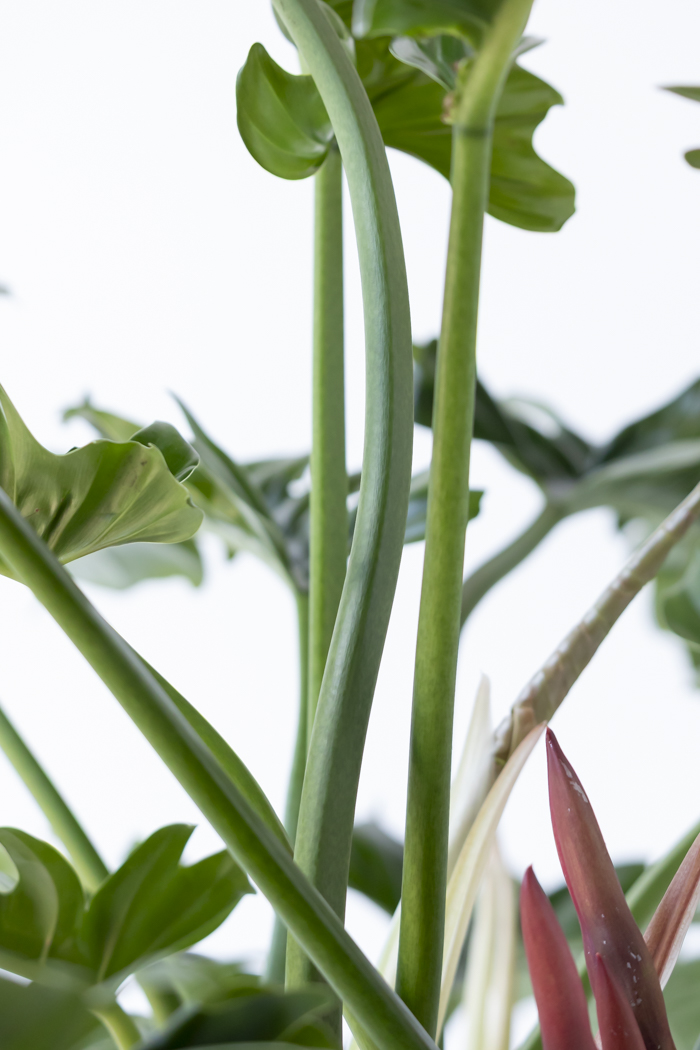 観葉植物 フィロデンドロン ナロー 一点もの（10号鉢）の写真12枚目