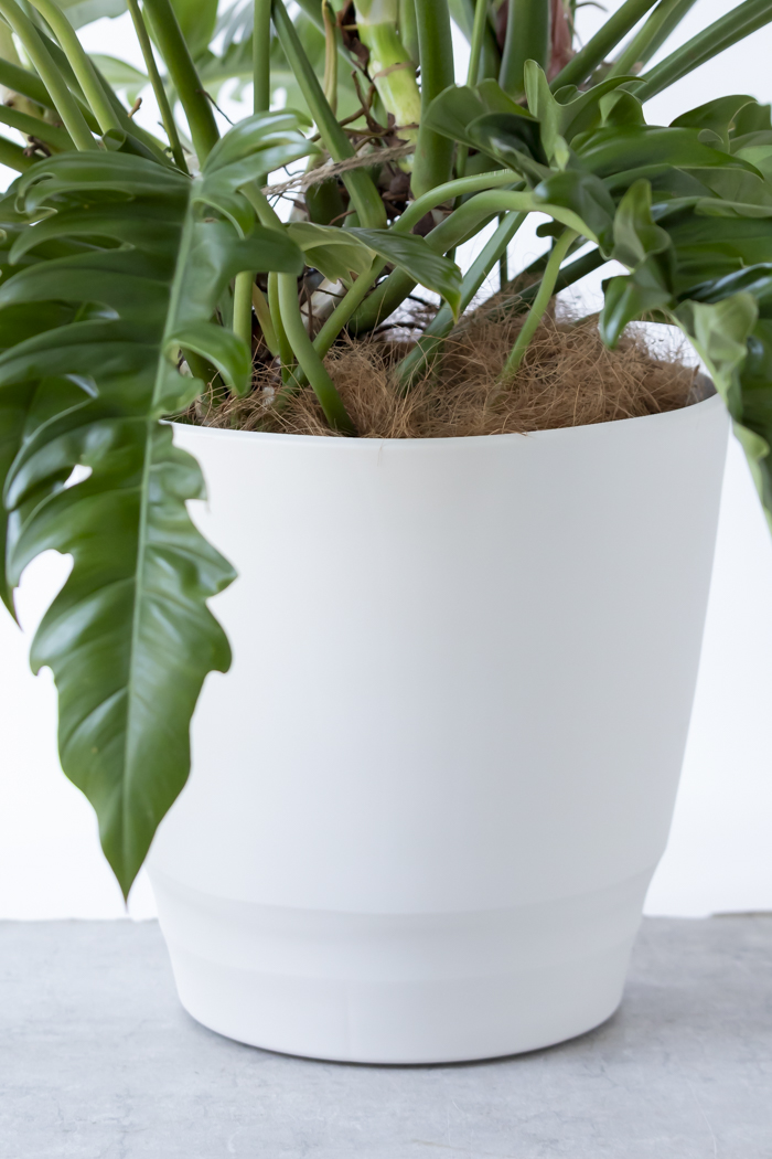 観葉植物 フィロデンドロン ナロー 一点もの（10号鉢）の写真13枚目